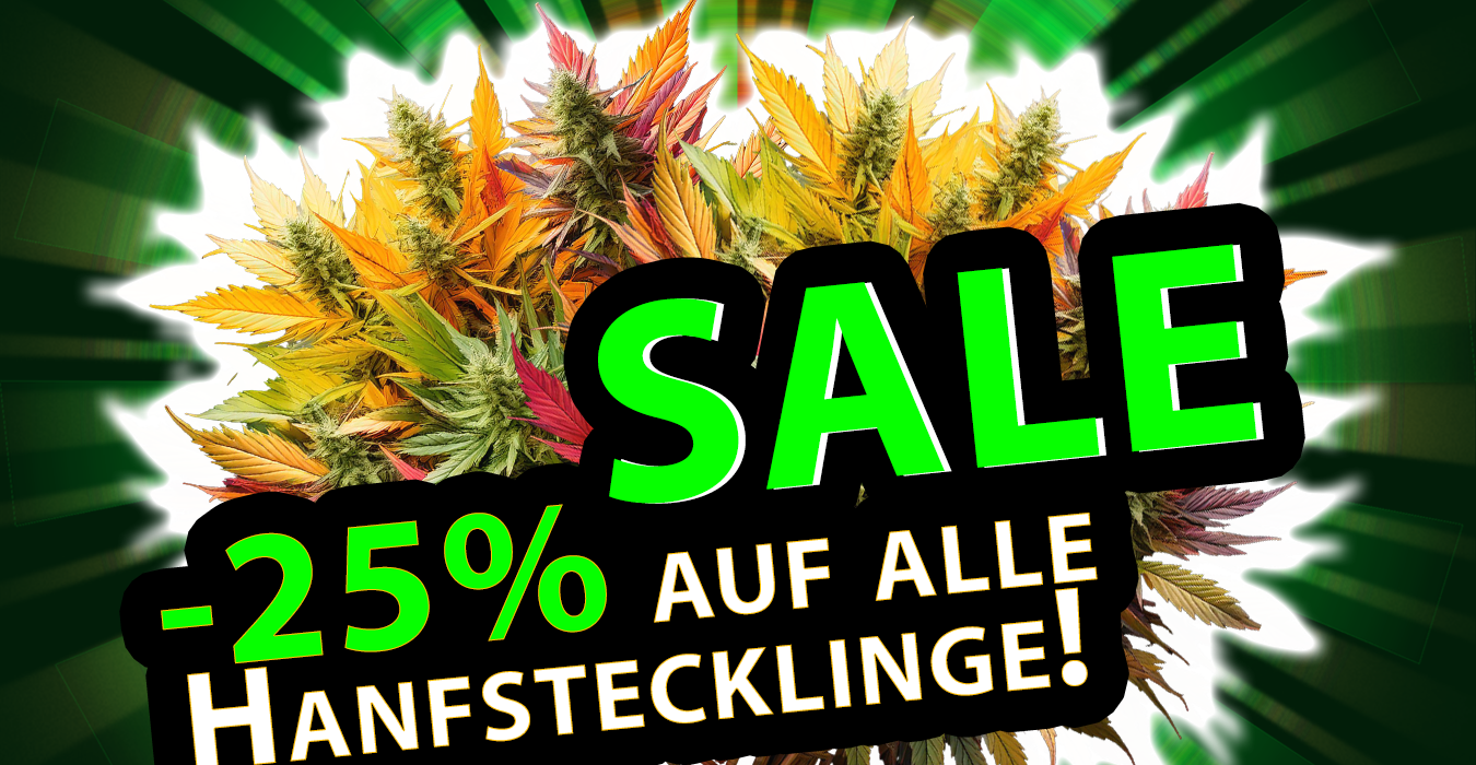 Black Friday Hanfpflanzen